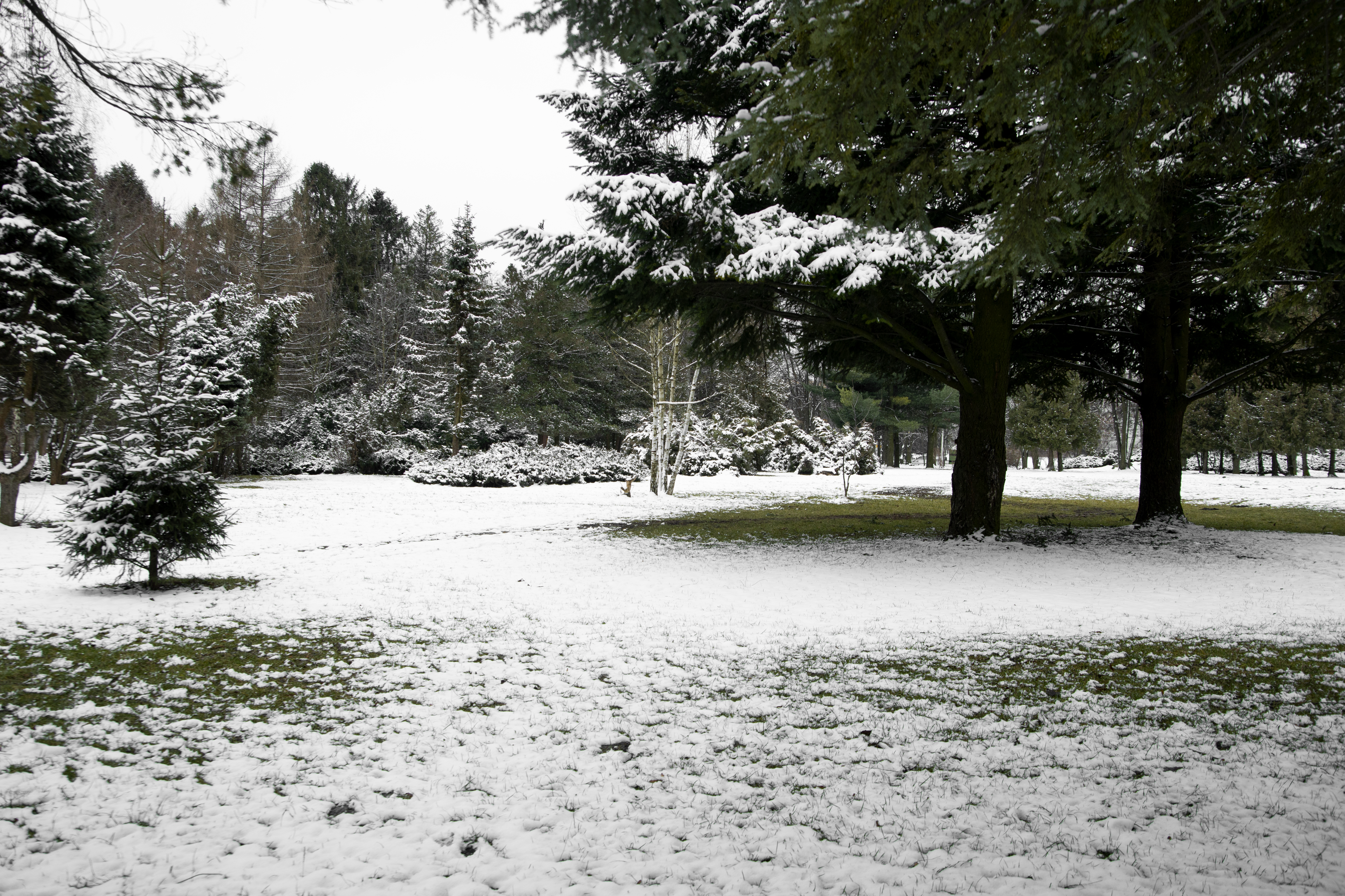 Best Ice Melter for Concrete This Winter in Aspen Safe & Pet-Friendly