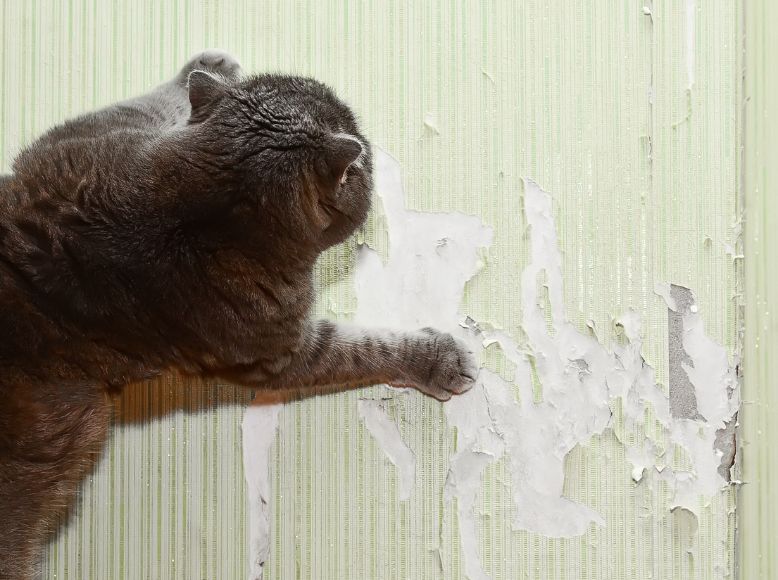 How to Stop Your Cat from Scratching Furniture in 30 Days