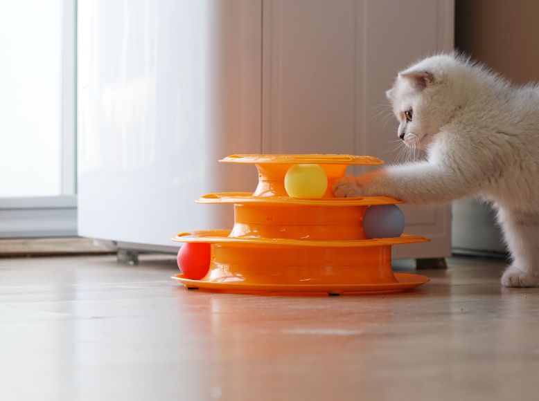 Cat Games That Strengthen Your Bond_ Playtime Ideas for All Cat Personalities