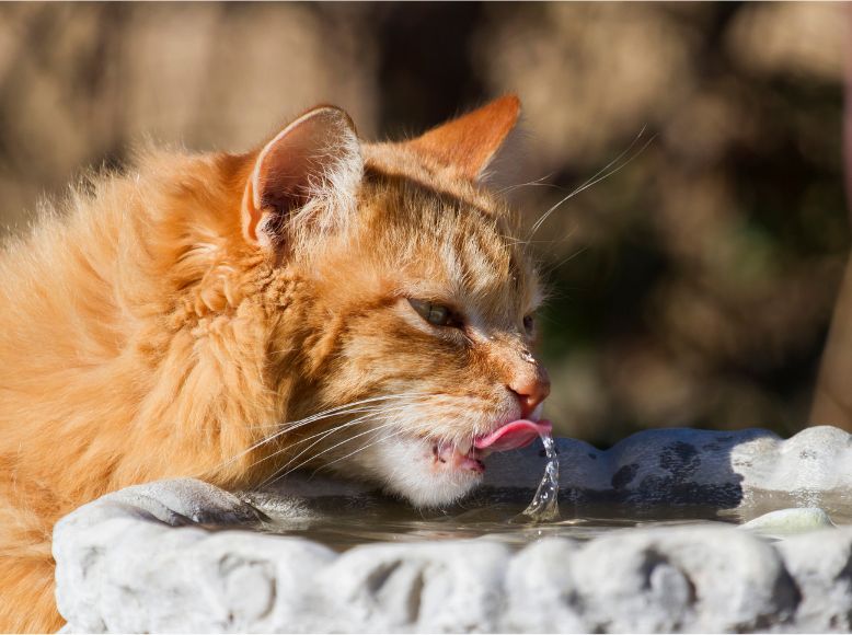 Cat Hydration Hacks for Winter | Keep Your Cat Drinking Enough Water