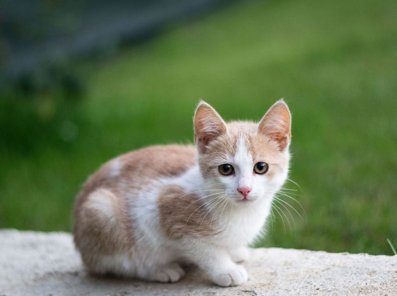 National Cat Day (Feb 17) | Fun Ways to Spoil Your Cat