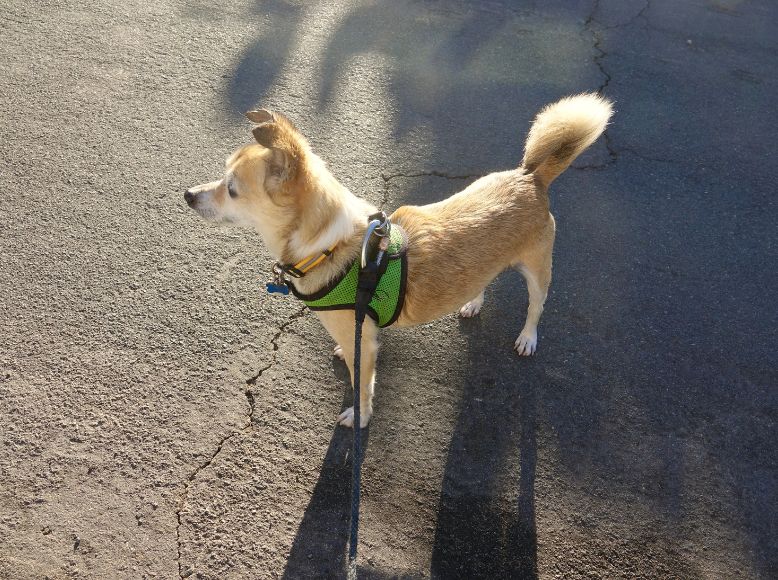 Essential Outdoor Gear for Pets This Spring_ Harnesses, Leashes, and Toys