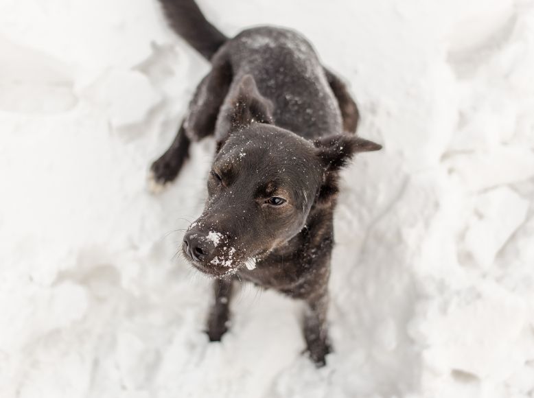 Flea & Tick Prevention: Best Products to Protect Your Pet This Spring