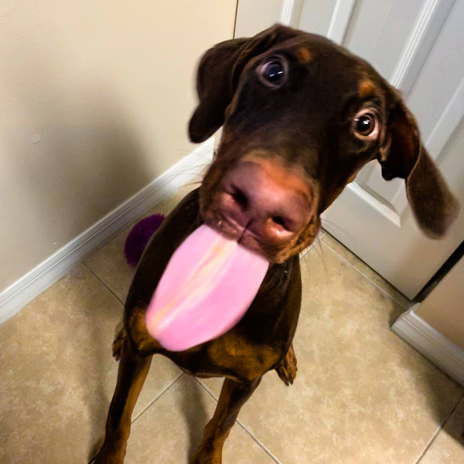 Healthy Snacks for Dogs What Every Pet Owner Needs to Know