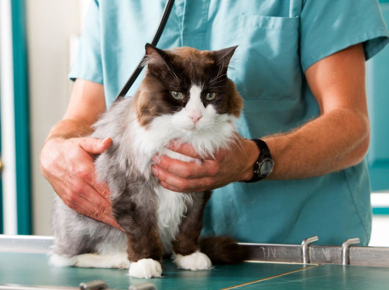How to Detect Early Signs of Heart Disease in Cats | American Heart Month