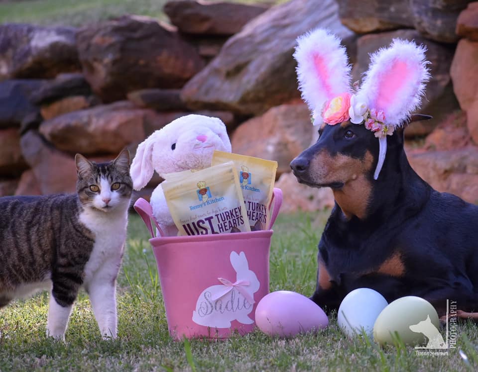 How to Choose the Best Cat Treats- A Complete Guide for Pet Owners