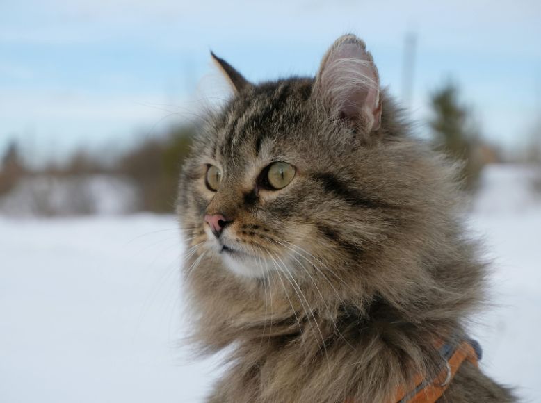 How to Keep Your Cat Active During the Last Cold Months of Winter