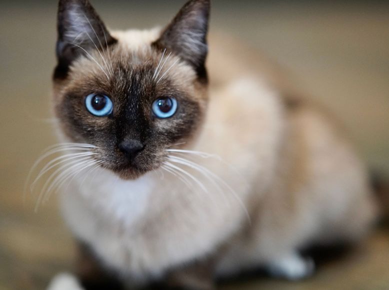 Most Affectionate Cat Breeds: Top Choices for Cuddly Companions