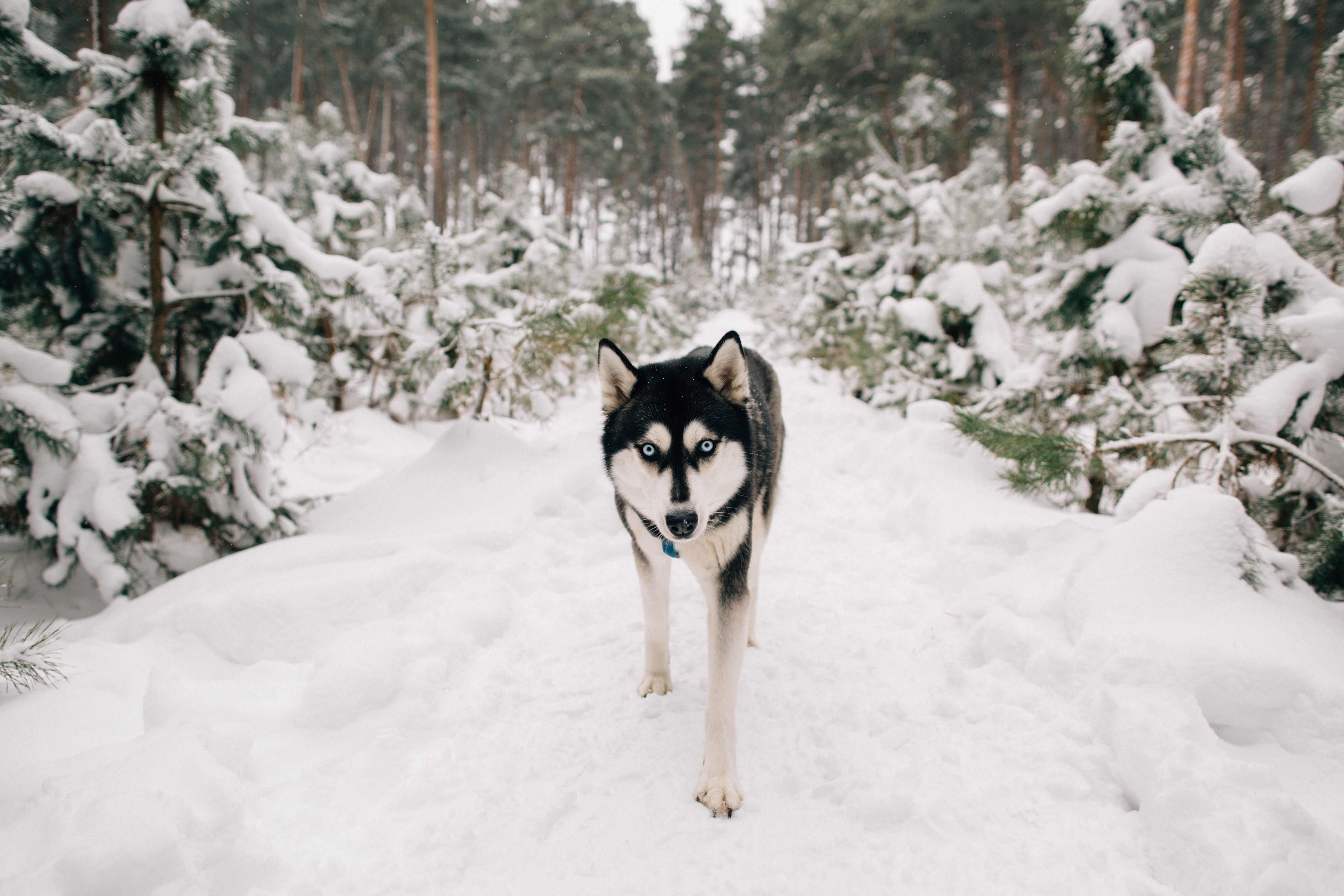 Natural Ice Melt A Safer Alternative for Pets, Concrete, and the Environment