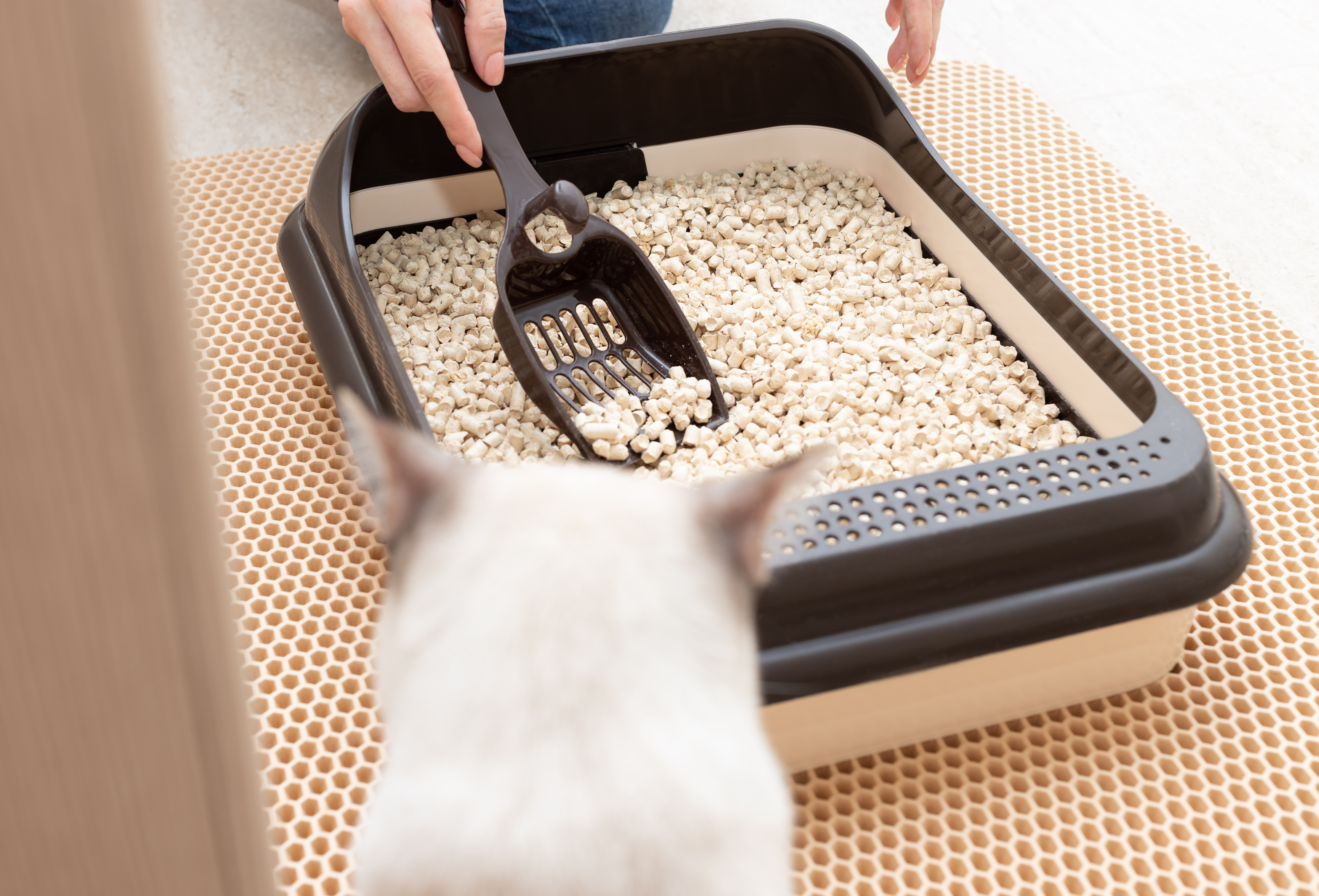 New Kitty Litter: A Cleaner, Healthier Choice for Your Cat
