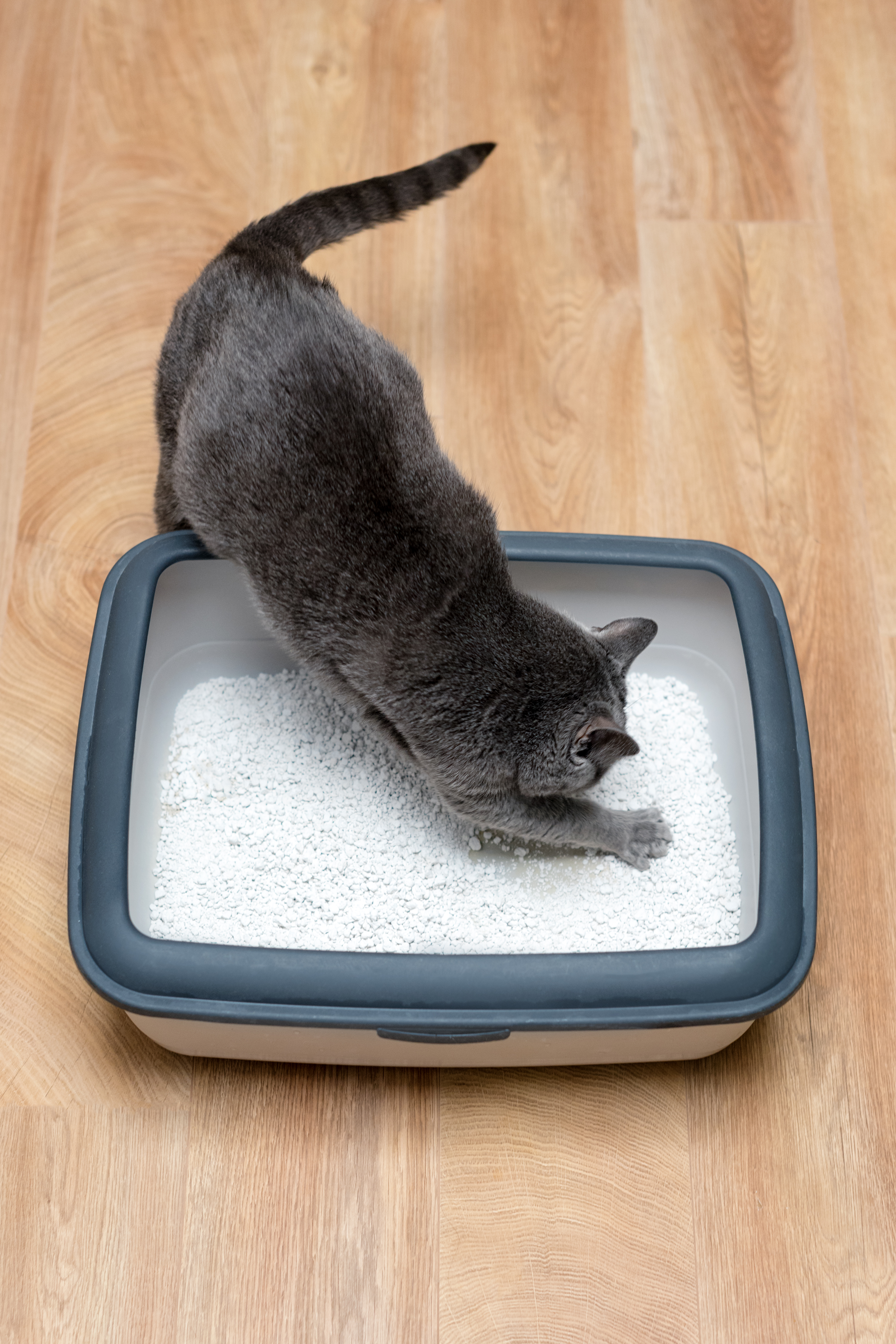 Pellet Litter for Cats A Cleaner, Low-Dust Alternative