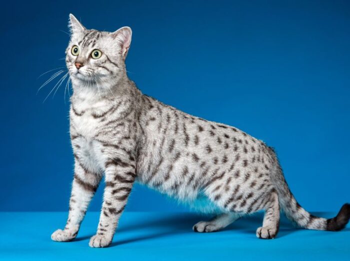 Rare and Exotic Cat Breeds_ The Rising Stars of the Feline World