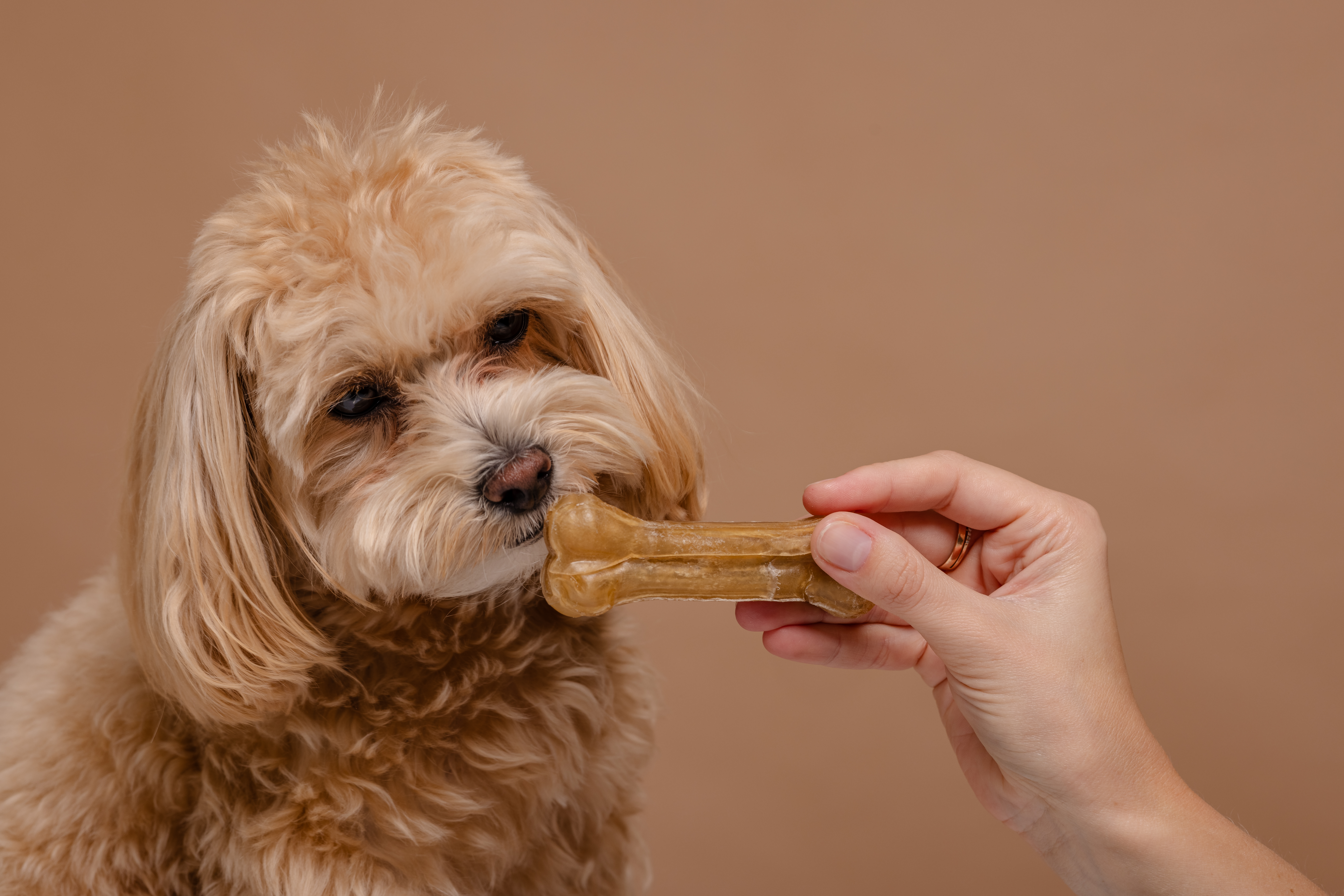 Salmon Skin Dog Treats A Healthy, Nutritious Snack