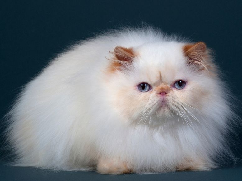 Rare Cat Breeds Gaining Popularity in 2025 | Unique Feline Companions