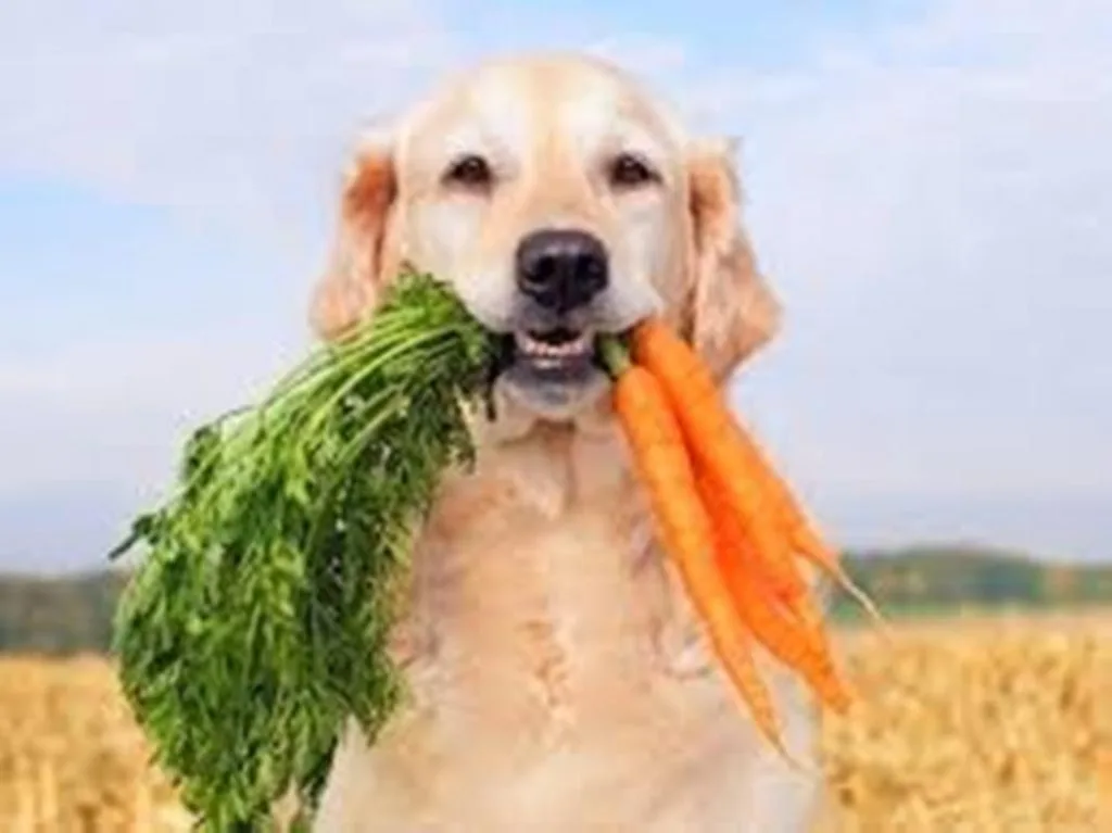 The Best Human Foods for Dogs Safe and Nutritious Options