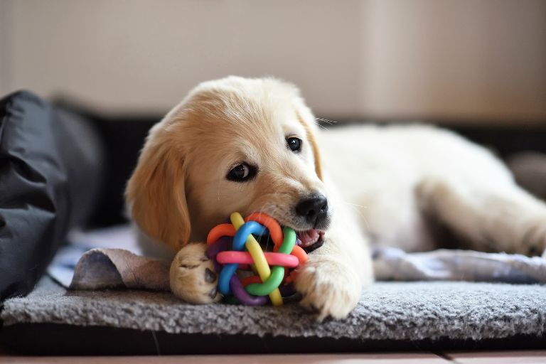 Discover the best indoor toys to keep your pets entertained and active this winter. From interactive puzzles to durable chew toys, find the perfect options here.