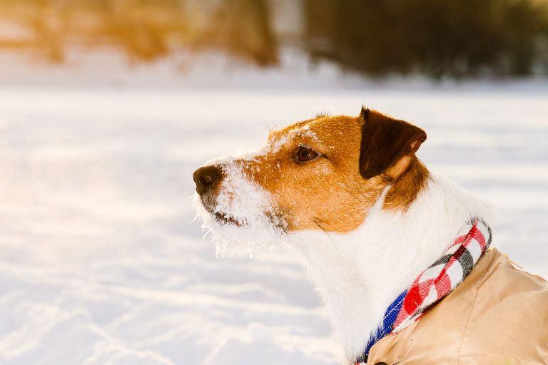 The Best Winter Apparel for Pets: Coats, Sweaters, and Booties