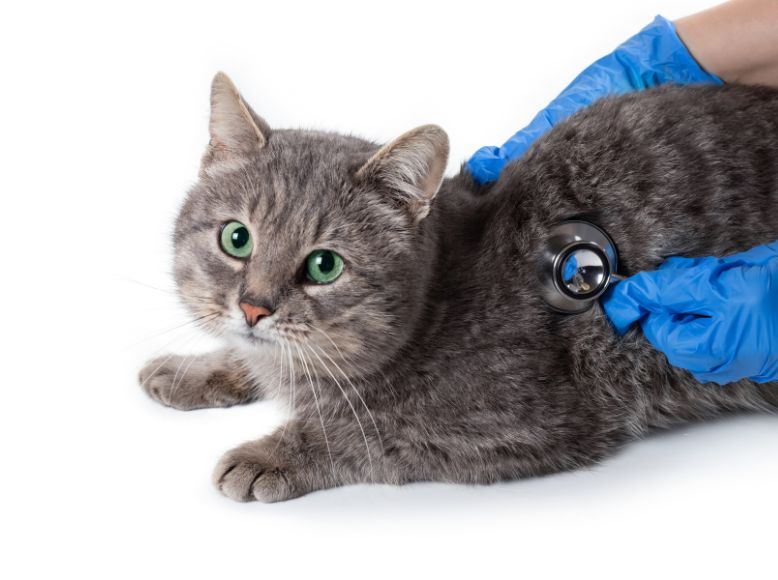 The Role of Probiotics in Feline Digestive Health_ Should You Add Them