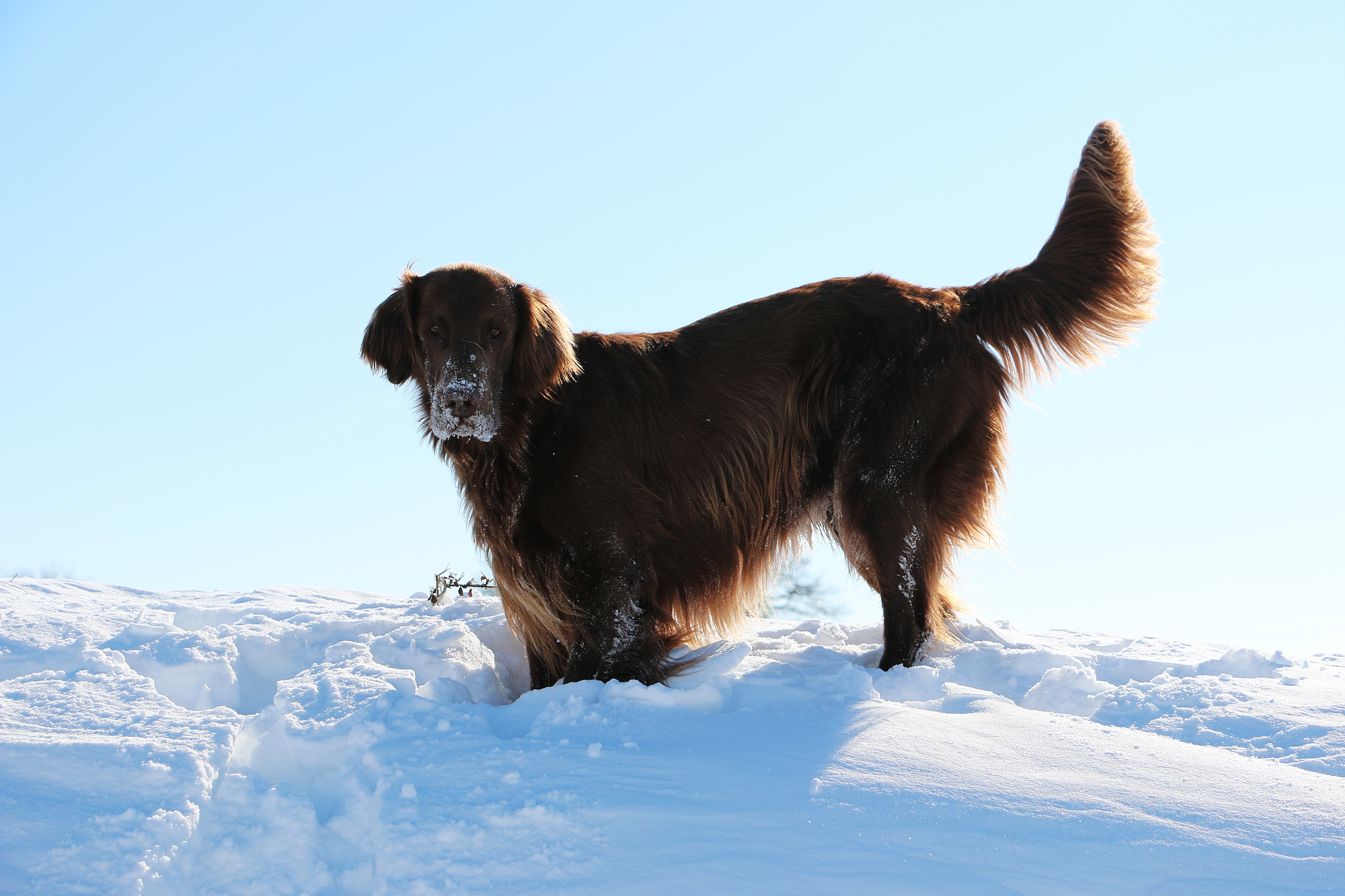 Top 5 Ways to Avoid Pet Injuries This Winter