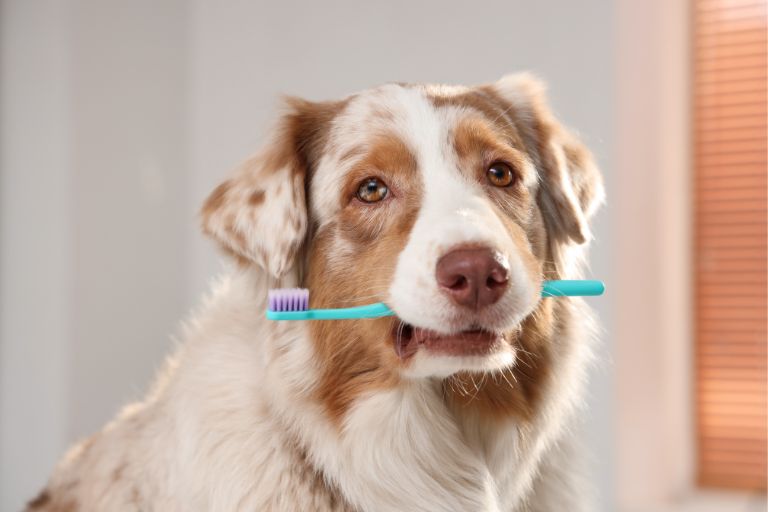 Top Dental Care Products for National Pet Dental Health Month