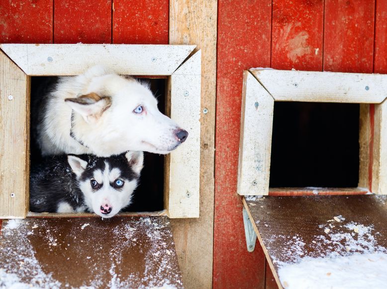 Best Shedding Control Products for Spring: FURminator, Hertzko & Wahl