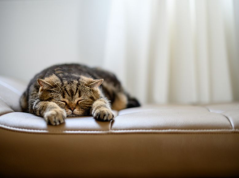 Understanding Cat Sleep Patterns_ Why Cat is More Active at Night
