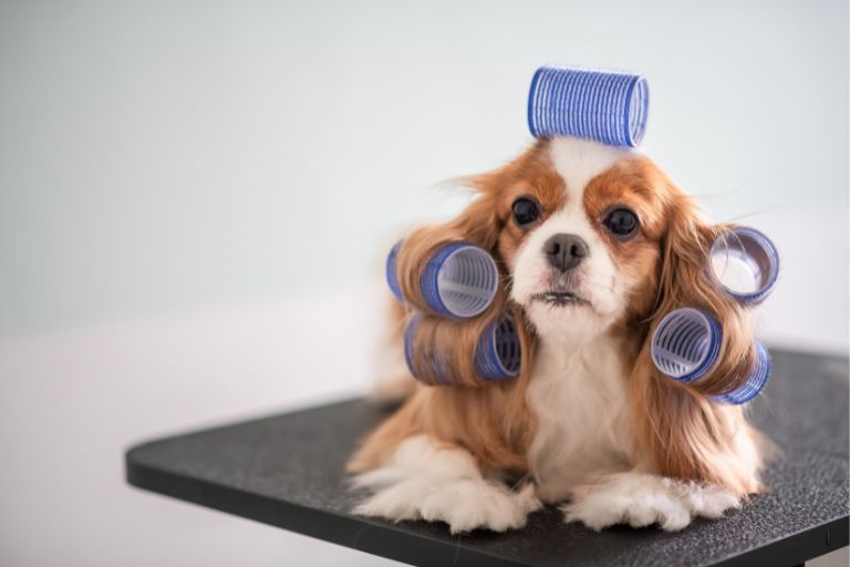 Winter Grooming Essentials for Healthy and Happy Pets