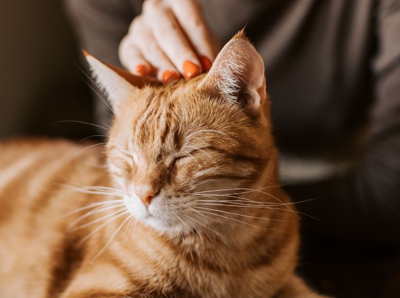 Preventing Seasonal Allergies in Cats | Winter to Spring Transition