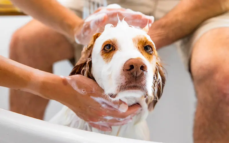Nature’s Miracle: The Best Stain & Odor Removers for Spring Cleaning