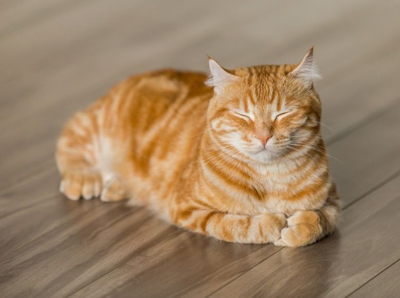 3 Cat Breeds That Thrive in Warm Weather | Best Cats for Hot Climates