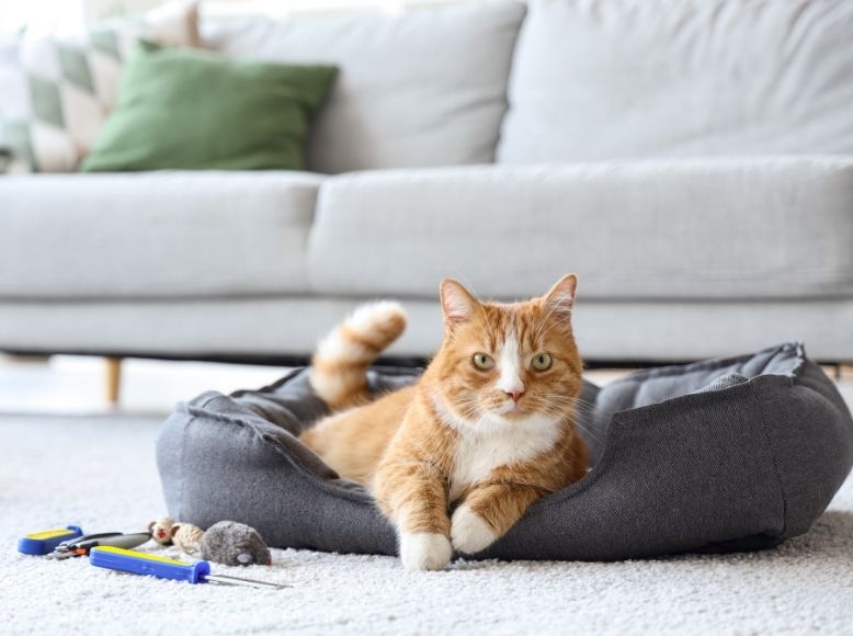 3 DIY Spring Cat Toys Using Household Items | Fun & Easy Cat Crafts