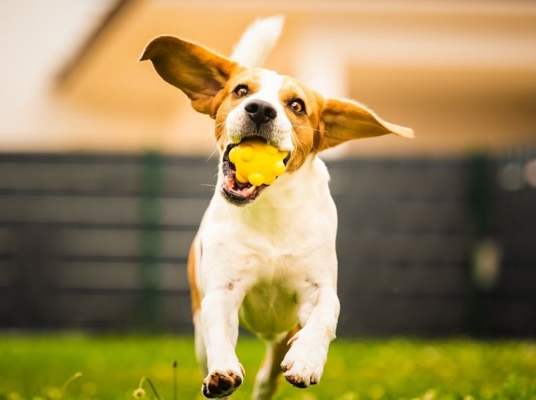 5 Fun Outdoor Activities for Your Dog This Spring | Best Spring Dog Adventures