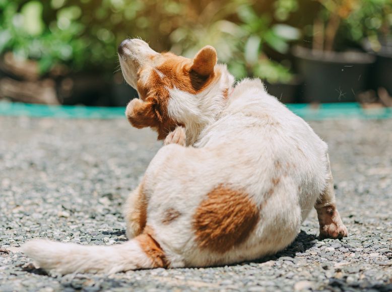 Spring Allergies in Dogs | Managing Itchy Skin and Seasonal Discomfort