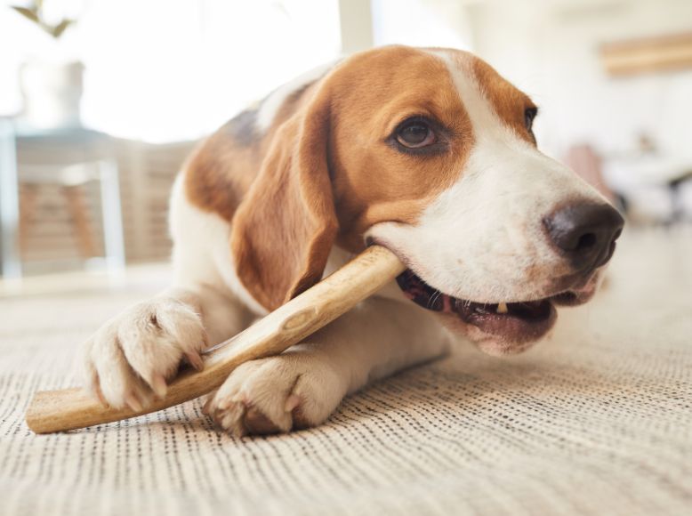 Salmon Dog Bones: Weighing the Benefits and Risks for Your Pet