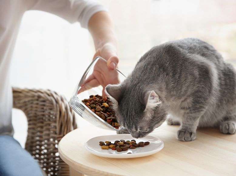 This article is written in collaboration with Remy’s Kitchen, with their approval. At EzPz.pet, we believe in highlighting brands that prioritize pet wellness and ingredient transparency. While we feature content from brands we trust, readers should always evaluate products based on their pet’s unique needs and health goals. All opinions and product claims belong to the brand. EzPz supports informed, empowered decisions for better pet lives. EzPz Signature: Are Temptations Bad for Cats_ A Look at Ingredients and Alternatives