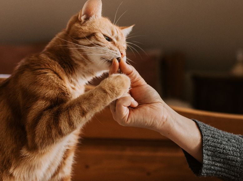 Cat Squeeze Treats: The Next Big Thing in Feline Snacks?