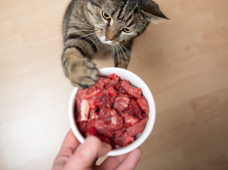 Cat Treat Essentials: Find the Perfect Snack for Your Feline