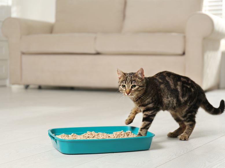 Affordable Cat Litter Boxes: Budget-Friendly Without Sacrificing Quality