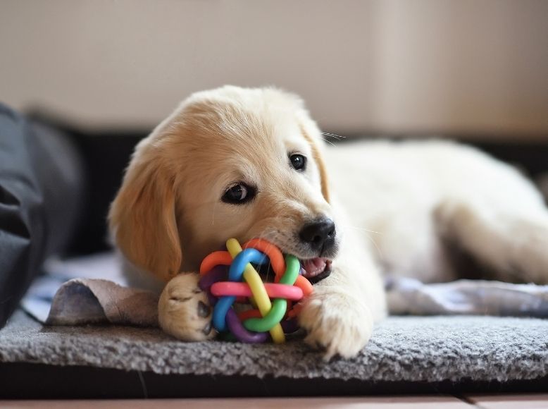 Discover simple DIY puzzle toys to keep your dog entertained while you're at work. Learn easy, affordable ways to engage your dog's mind and prevent boredom at home.
