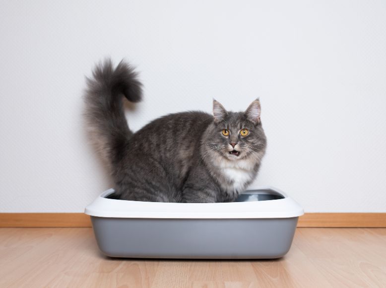 Dustless Kitty Litter_ Keeping Your Home Clean and Allergy-Free