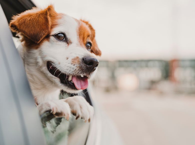Top Pet Travel Accessories for Spring & Summer Getaways