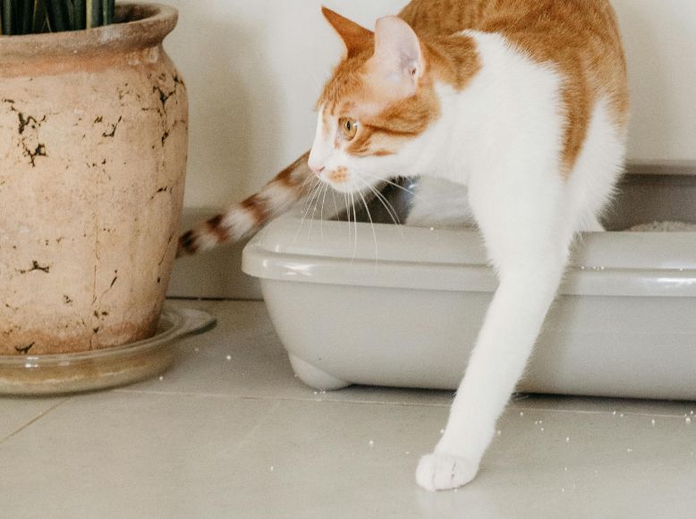 How Hooded Cat Litter Boxes Benefit You and Your Cat