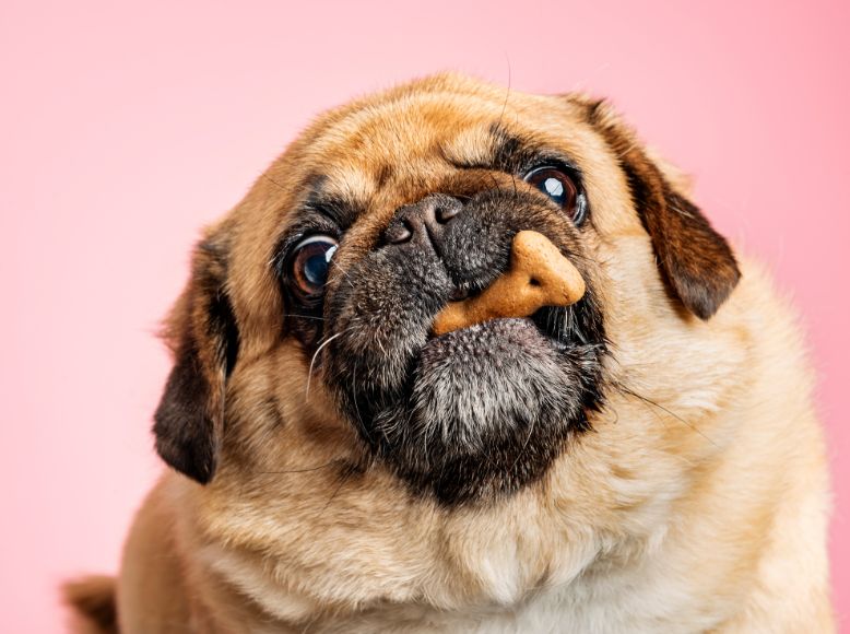 Good Treats for Dogs: Striking the Right Balance of Flavor and Nutrition