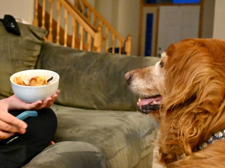 Healthy Food for Dogs Key Ingredients for Your Dog’s Wellbeing