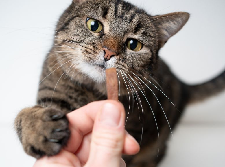 Homemade Cat Treat Recipes Simple and Healthy Ideas for Your Feline