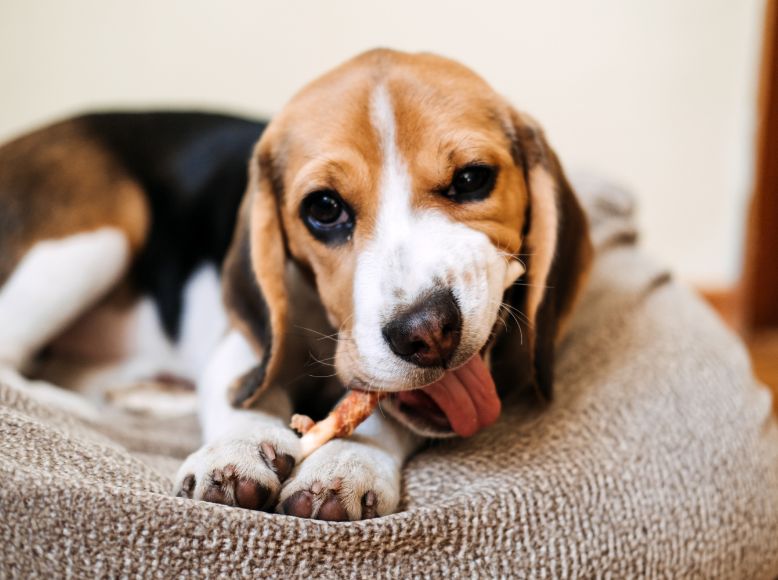How to Choose the Best Chews for Dogs_ A Complete Guide