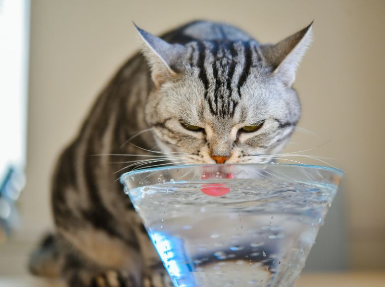 Hydration Hacks for Cats | Encourage Drinking in Warmer Weather