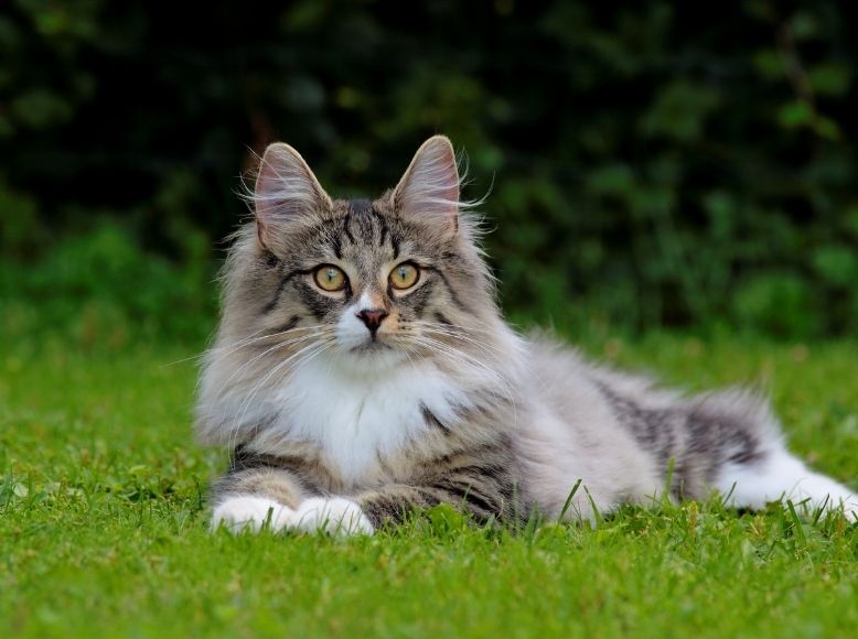 Learn how to safely grow cat grass at home. Discover the benefits of cat grass, step-by-step planting tips, and how to introduce fresh greens into your cat’s routine.