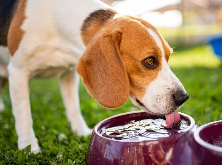 Hydration Tips for Dogs | How to Keep Your Dog Drinking Enough in Warm Weather
