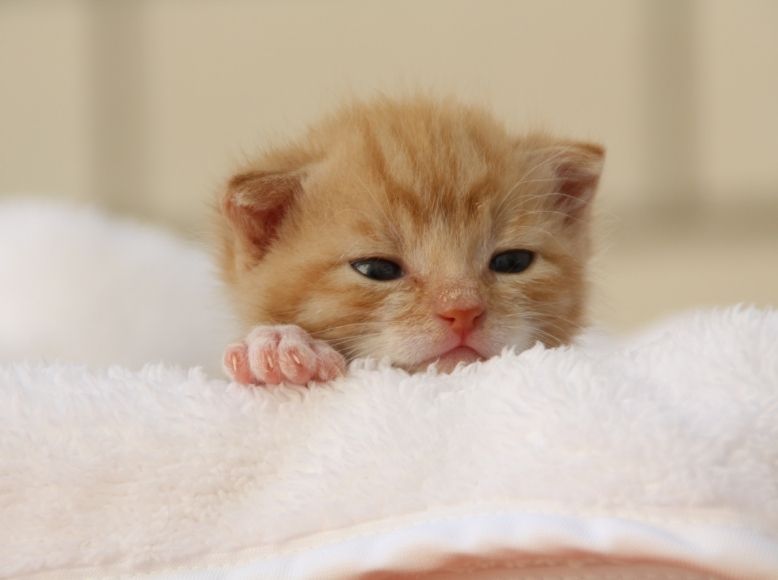 Why Kitten Season Brings an Influx of Shelter Kittens | How You Can Help